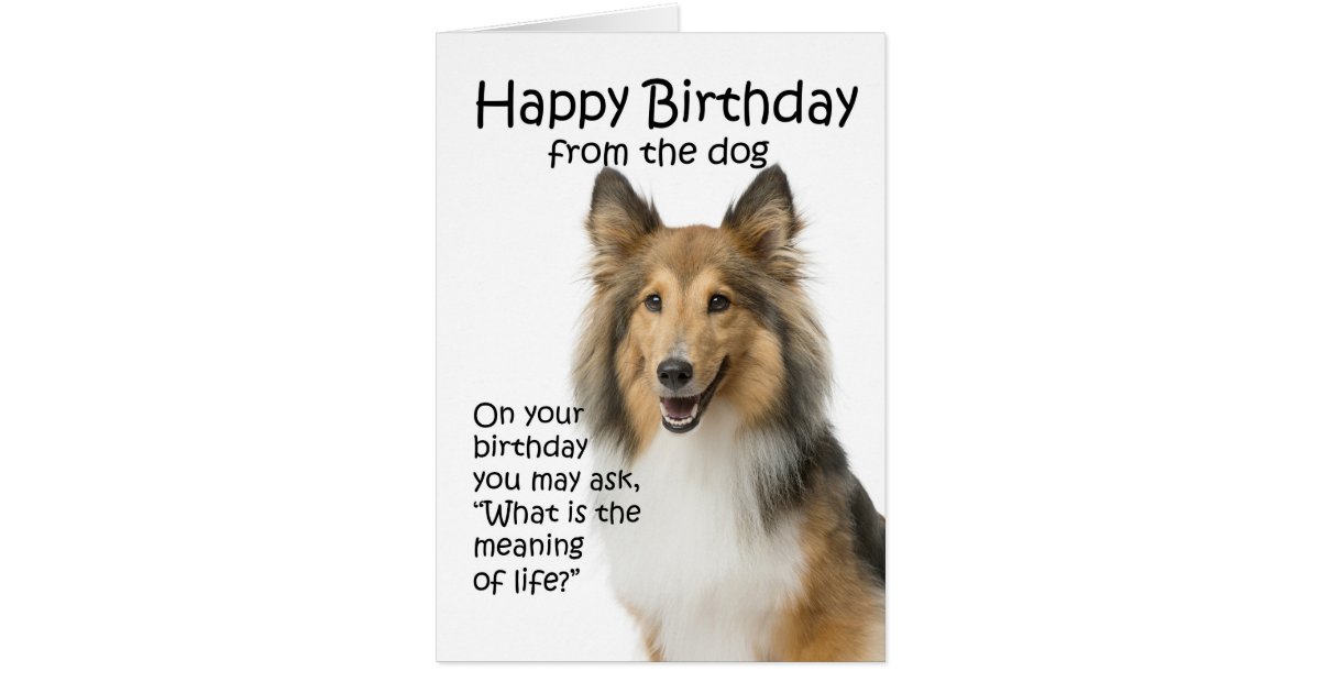 Funny Sheltie Birthday Card Zazzle