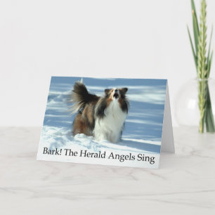 Funny Sheltie Christmas Card