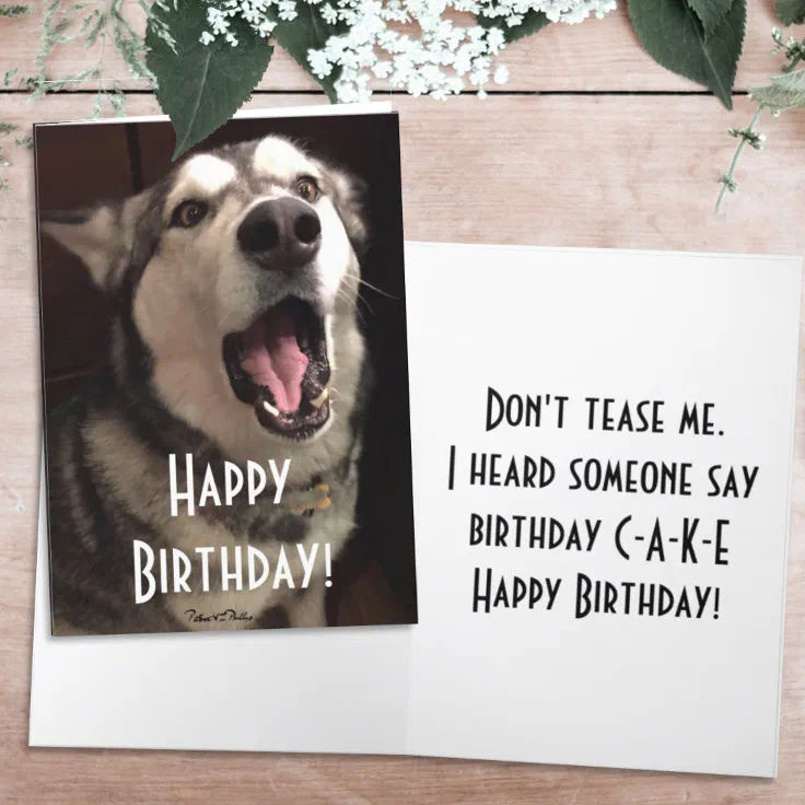 Funny Singing Alaskan Malamute Dog Photograph Card | Zazzle Funny Singing Alaskan Malamute Dog Photograph Card | Zazzle