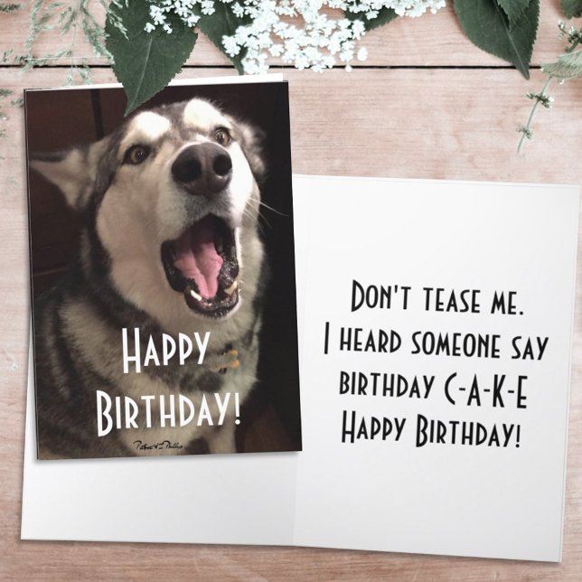 Funny Singing Alaskan Malamute Dog Photograph Card (Creator Uploaded)