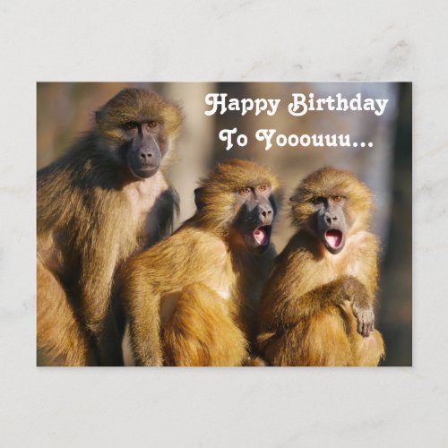 Funny Singing Monkeys _ Barbary Macaques Postcard