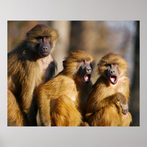 Funny Singing Monkeys _ Barbary Macaques Poster