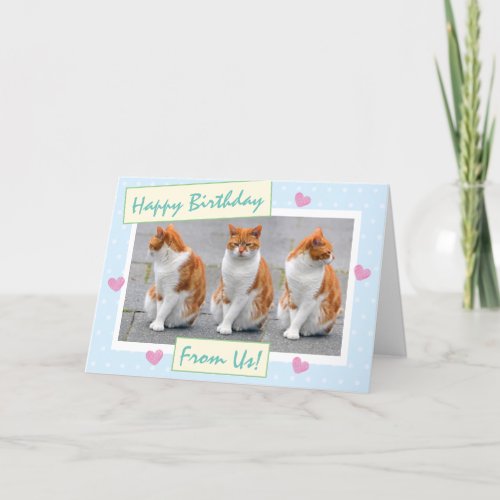 Funny Sky Blue From The Cats Photo Happy Birthday Card