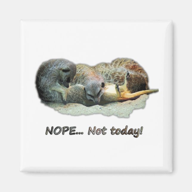 Funny, sleeping meerkats magnet (Front)