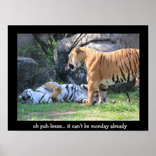 Funny Sleeping Tiger 16x12 monday already Poster