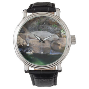 Funny Sleeping White Sea Lion On Rocks,   Watch