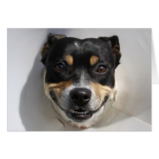 Funny smiling dog cards (Front Horizontal)