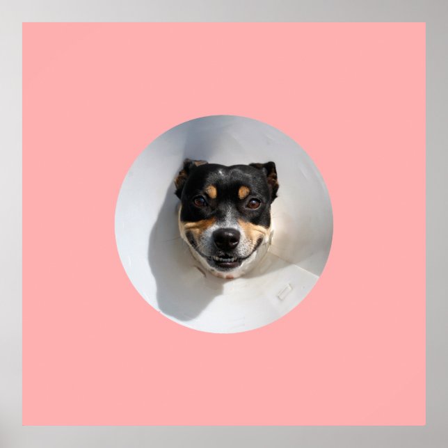 Funny smiling dog poster (Front)