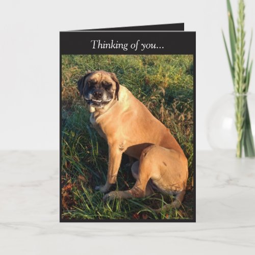 Funny Smiling English Mastiff Dog card