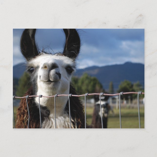 Funny Smiling Llama in Southern Oregon Postcard (Front)