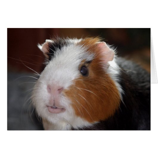 Funny, Smooth, Tricolor Guinea Pig Face (Front Horizontal)