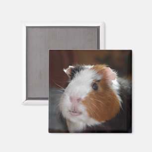 Funny, Smooth, Tricolor Guinea Pig Face Magnet