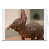 Funny sneezing sphynx kitten (Front Horizontal)