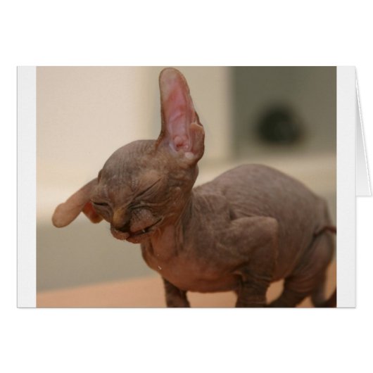 Funny sneezing sphynx kitten cards (Front Horizontal)