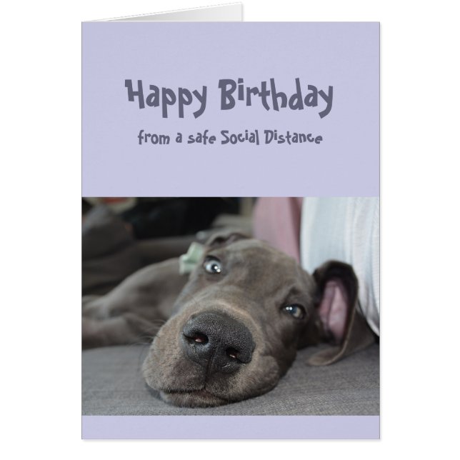 Funny Social Distancing Birthday Great Dane Dog Cards (Front)