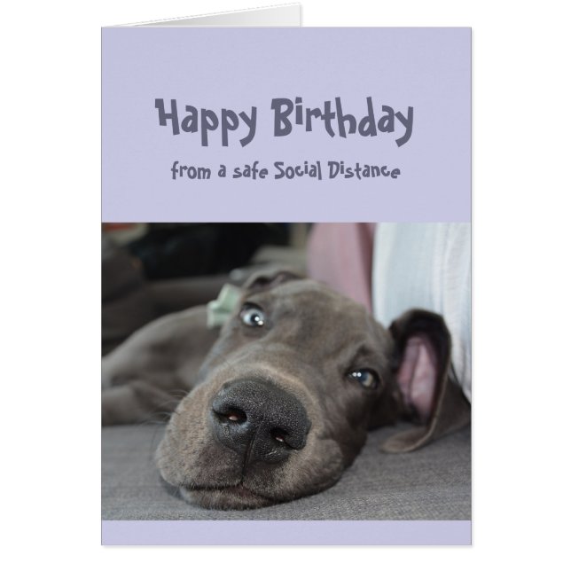 Funny Social Distancing Birthday Great Dane Dog Cards (Front)