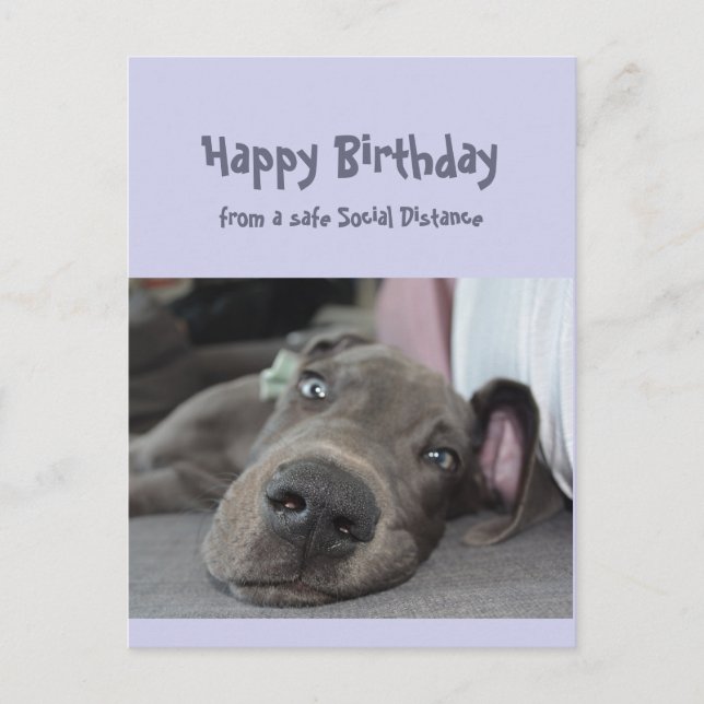 Funny Social Distancing Birthday Great Dane Dog Postcard (Front)
