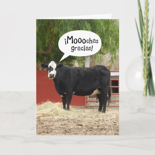 Funny Spanish Speaking Cow Thank You Card
