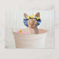 Funny Sphynx Cat In A Bathtub