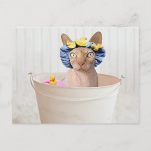 Funny Sphynx Cat In A Bathtub Postcard