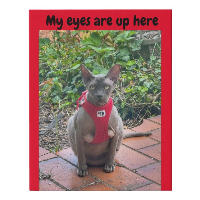 Funny Sphynx  Faux Canvas Print (Front)