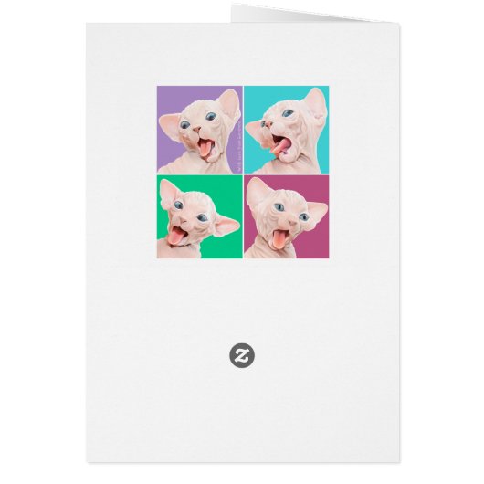 Funny sphynx kitten (Back)