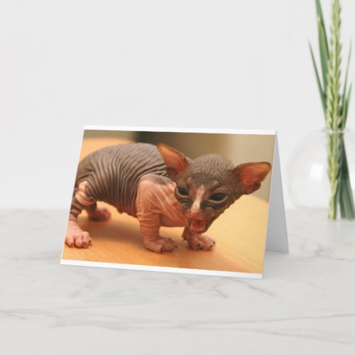 Funny sphynx kitten card