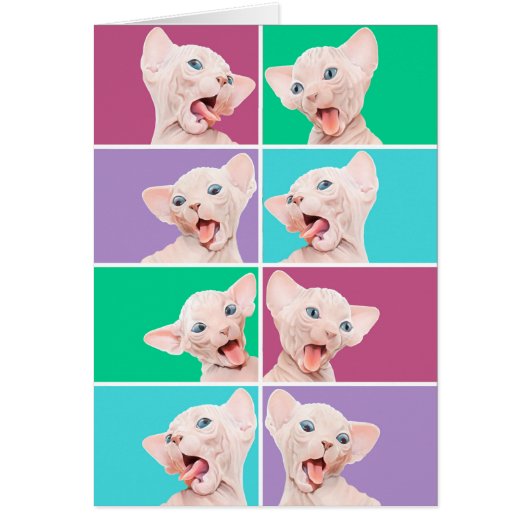 Funny sphynx kitten cards (Front)