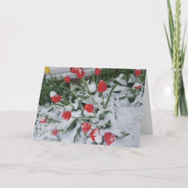 Funny Spring in Wisconsin Tulips in Snow Card (Front)