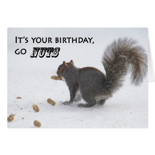 Funny squirrel birthday greeting card | Zazzle