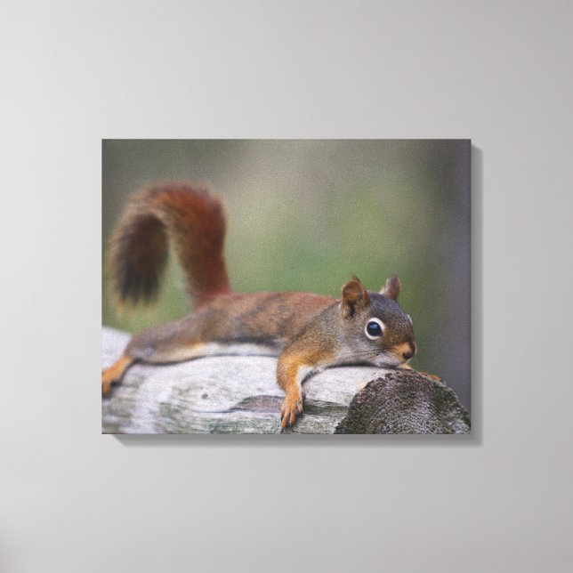 Funny Squirrel Canvas Print (Front)