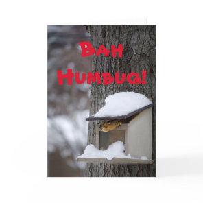 Funny Squirrel Christmas greeting card