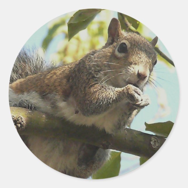 Funny Squirrel Classic Round Sticker (Front)