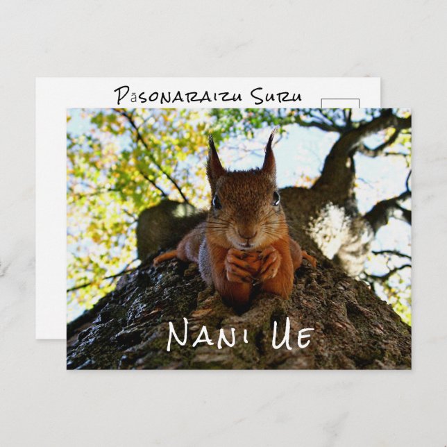 Funny Squirrel Cute Animals Hello From Hi Japan Postcard (Front/Back)