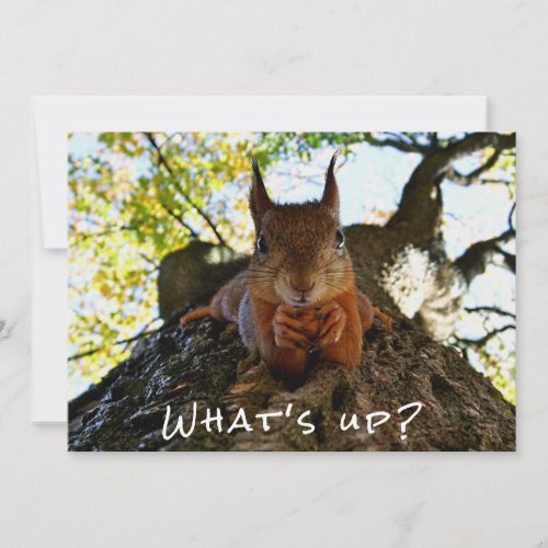 Funny Squirrel Cute Animals Hello There From Hi Holiday Card