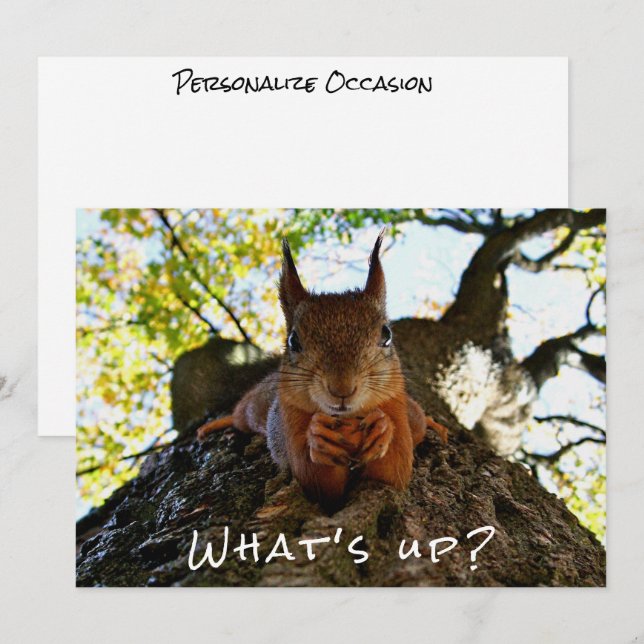 Funny Squirrel Cute Animals Hello There from Hi Holiday Card (Front/Back)