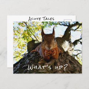 Funny Squirrel Cute Animals Hello There From Hi Postcard