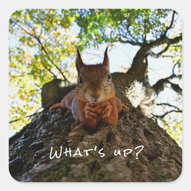 Funny Squirrel Cute Animals Hello There From Hi Square Sticker (Front)