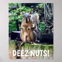 squirrel nuts meme