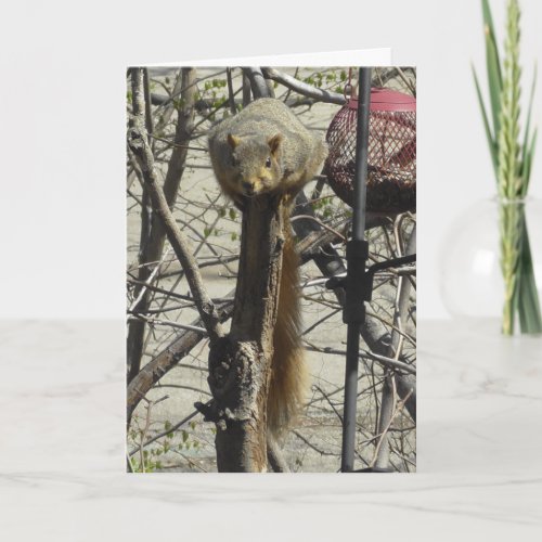 Funny Squirrel Friendship Card