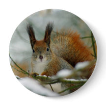 Funny Squirrel in Winter
