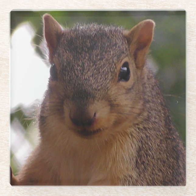 Funny Squirrel Photograph Close Up Glass Coaster (Front)