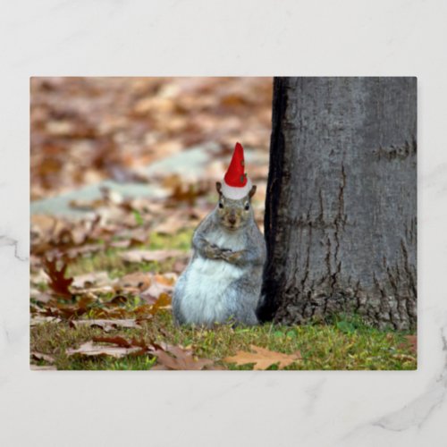 Funny Squirrel Santa Christmas  postcard