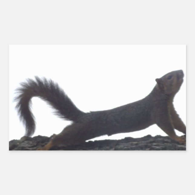 Funny Squirrel Stickers (Front)