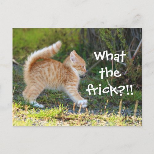 Funny Surprised Cat What the frick Postcard