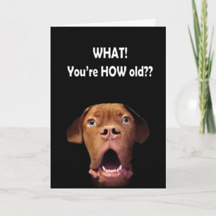 funny surprised dog card
