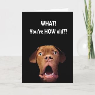 funny surprised dog card