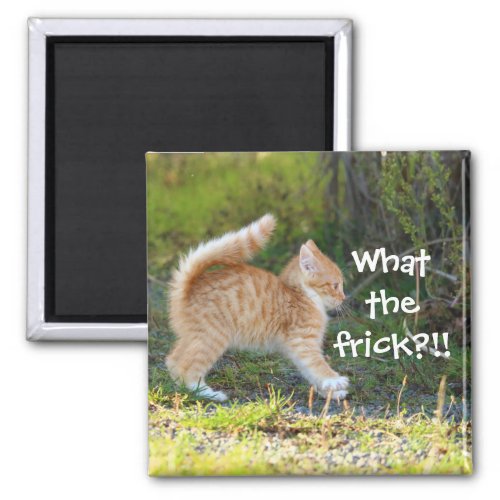 Funny Surprised Ginger Kitten What the frick Magnet