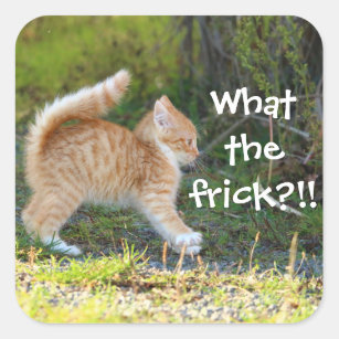 Funny Surprised Ginger Kitten. What the frick? Square Sticker