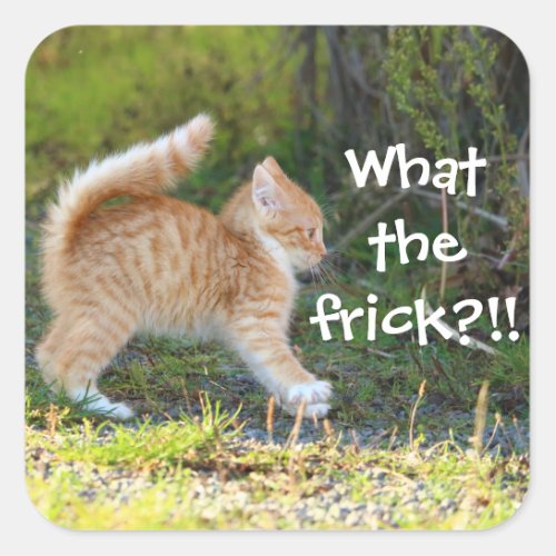 Funny Surprised Ginger Kitten What the frick Square Sticker